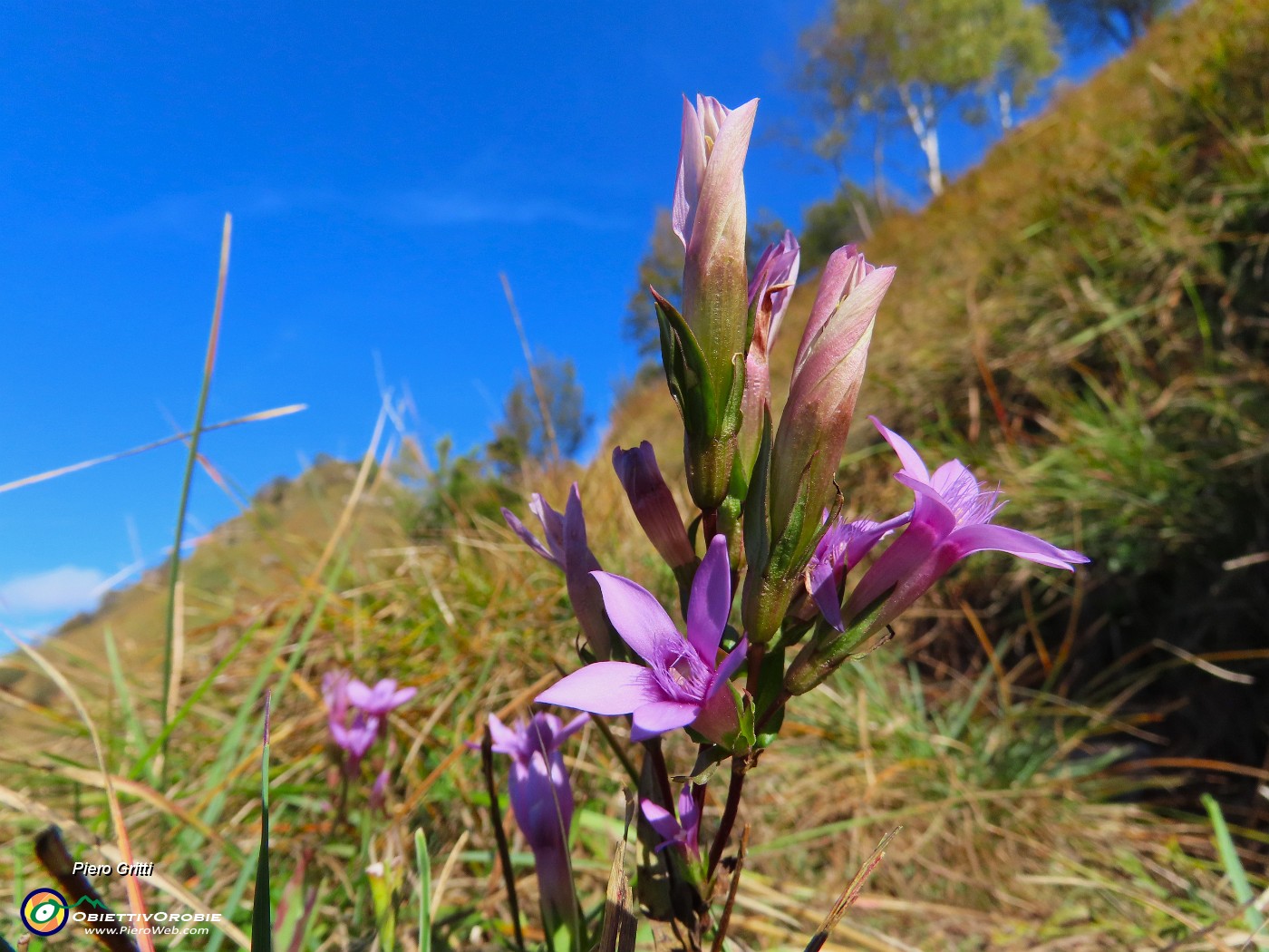 22 Gentianella anisodonta - Genzianella anisodonta baciata dal sole.JPG